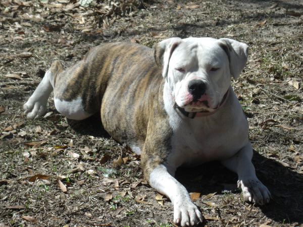 SASSY BRITCHES RUTLEDGE | American Bulldog 