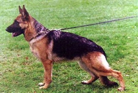 Candie von der Wienerau | German Shepherd Dog 