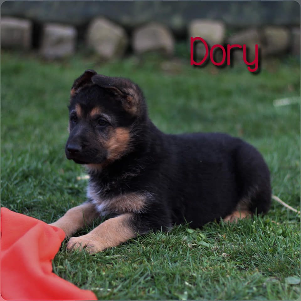 Dory von der Ossenkuhle | German Shepherd Dog 