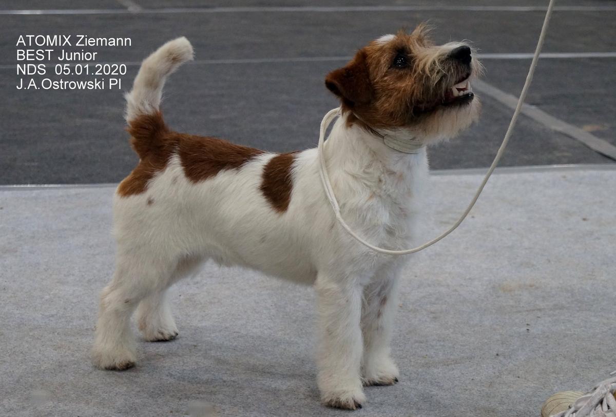 ATOMIX Ziemann | Jack Russell Terrier 