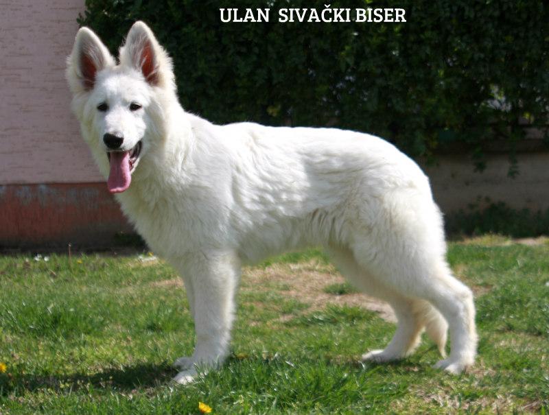 Ulan Sivacki Biser | White Swiss Shepherd Dog 