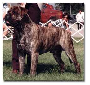 Banstock Levi of Happylegs | Bullmastiff 