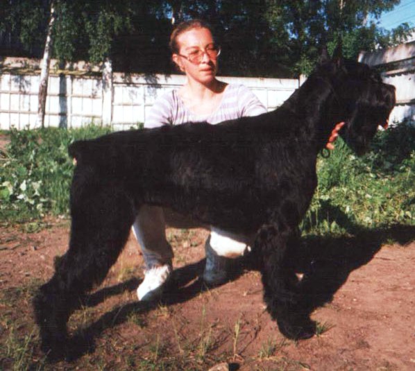 Husti Va Grig | Giant Schnauzer 