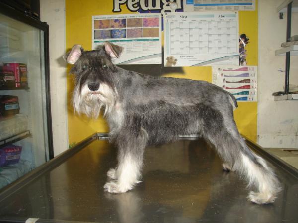 Kandy (Calderón) | Miniature Schnauzer 
