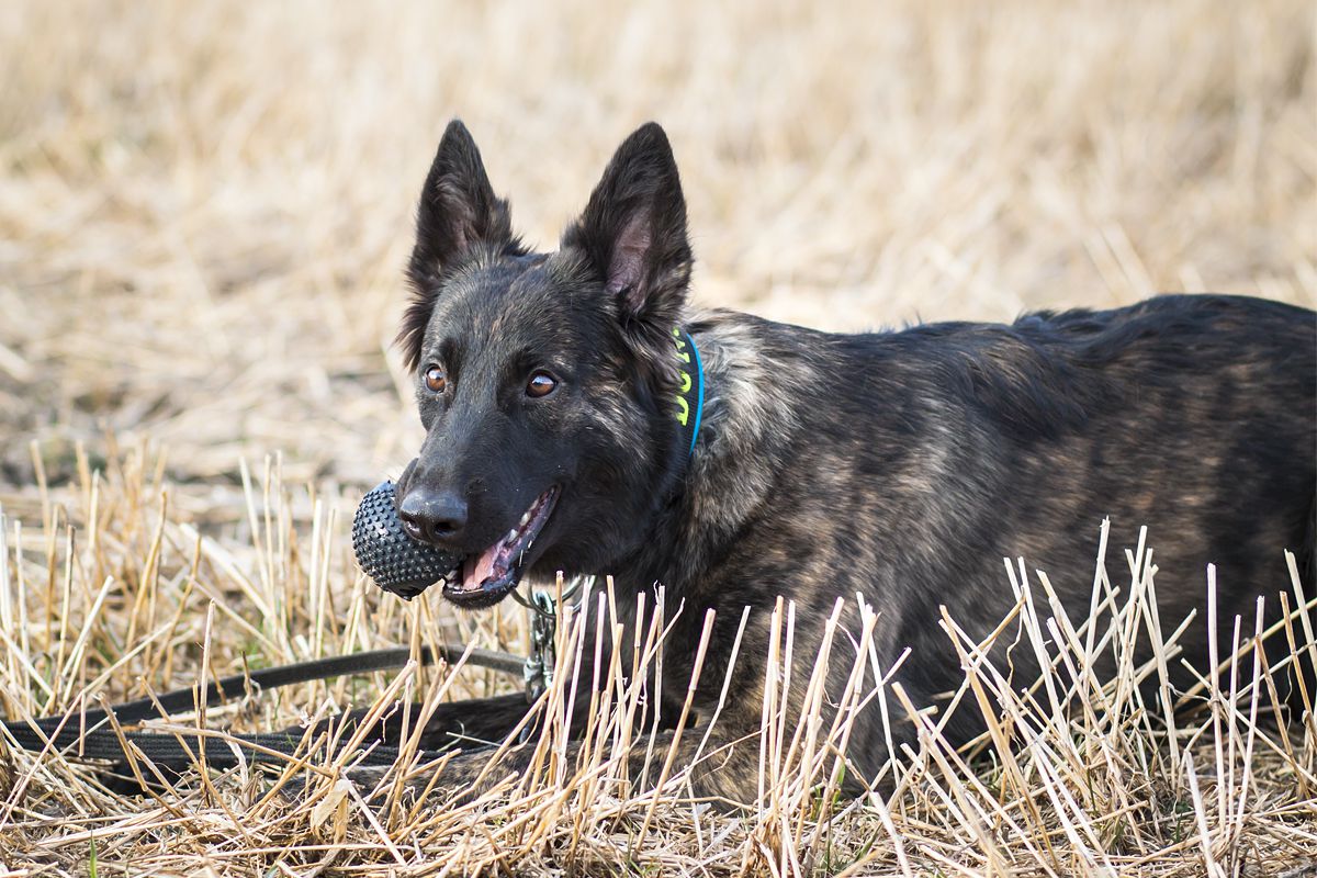 Azuricoyotes Dragos Cambrian | Dutch Shepherd 