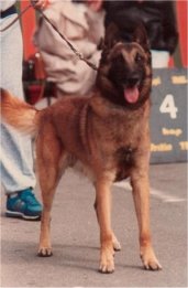 Fax du Maugré | Belgian Malinois 