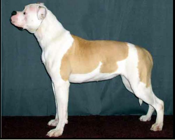 HTB's Can't Touch This | American Bulldog 