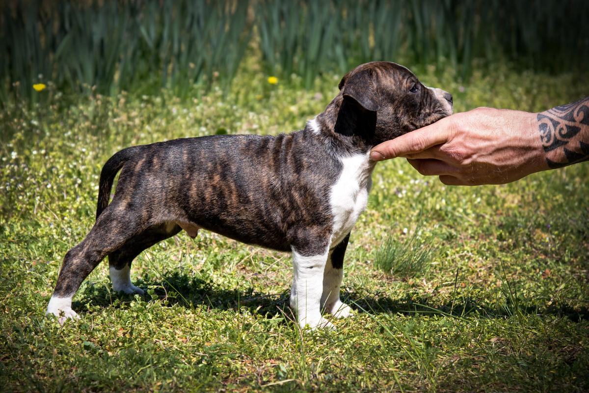 Old Backwoods Skinner Jack | American Staffordshire Terrier 