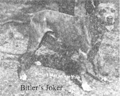 Bitler's Joker | American Pit Bull Terrier 