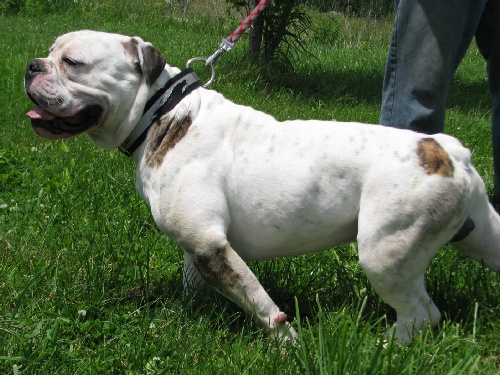 Starline's Gonzo | Olde English Bulldogge 