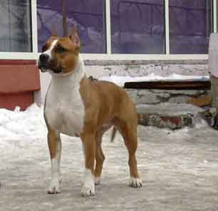 Irgen Gold Nice Baby | American Staffordshire Terrier 