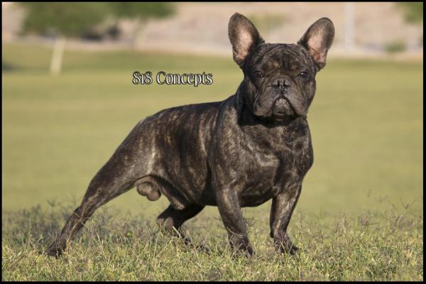 Chavez’ Magnificent Max A Million | French Bulldog 