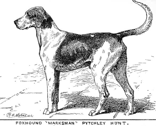 Marksman {Pytchley Hunt} | English Foxhound 