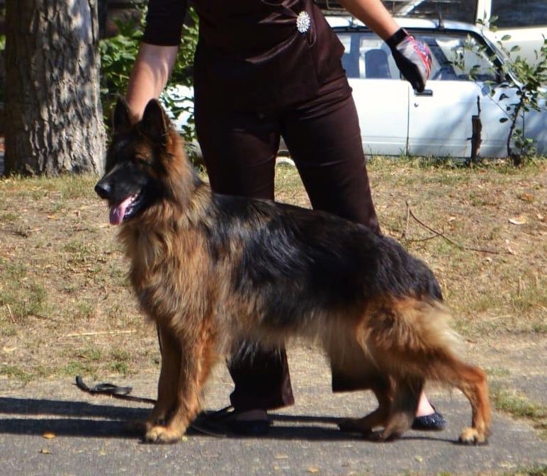 BARBARA IZ BEREZOVOGO LOGA | German Shepherd Dog 