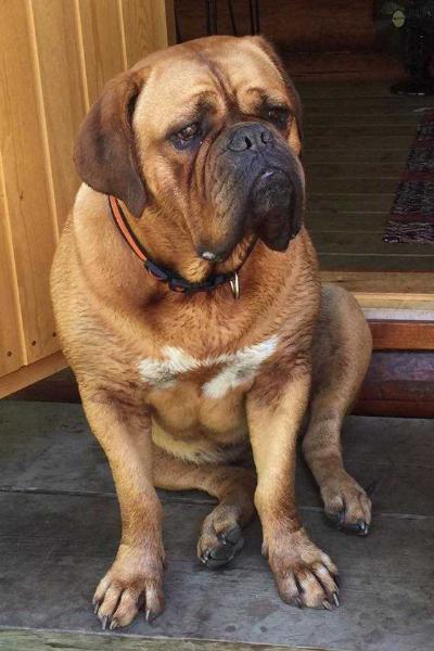 Lounatkarin Scirocco | Dogue de Bordeaux 