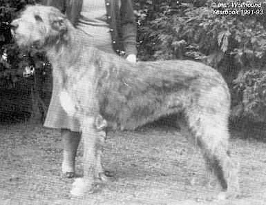 Ainsea Dusty Rose | Irish Wolfhound 