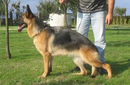 Carina de Cans de Rabade | German Shepherd Dog 
