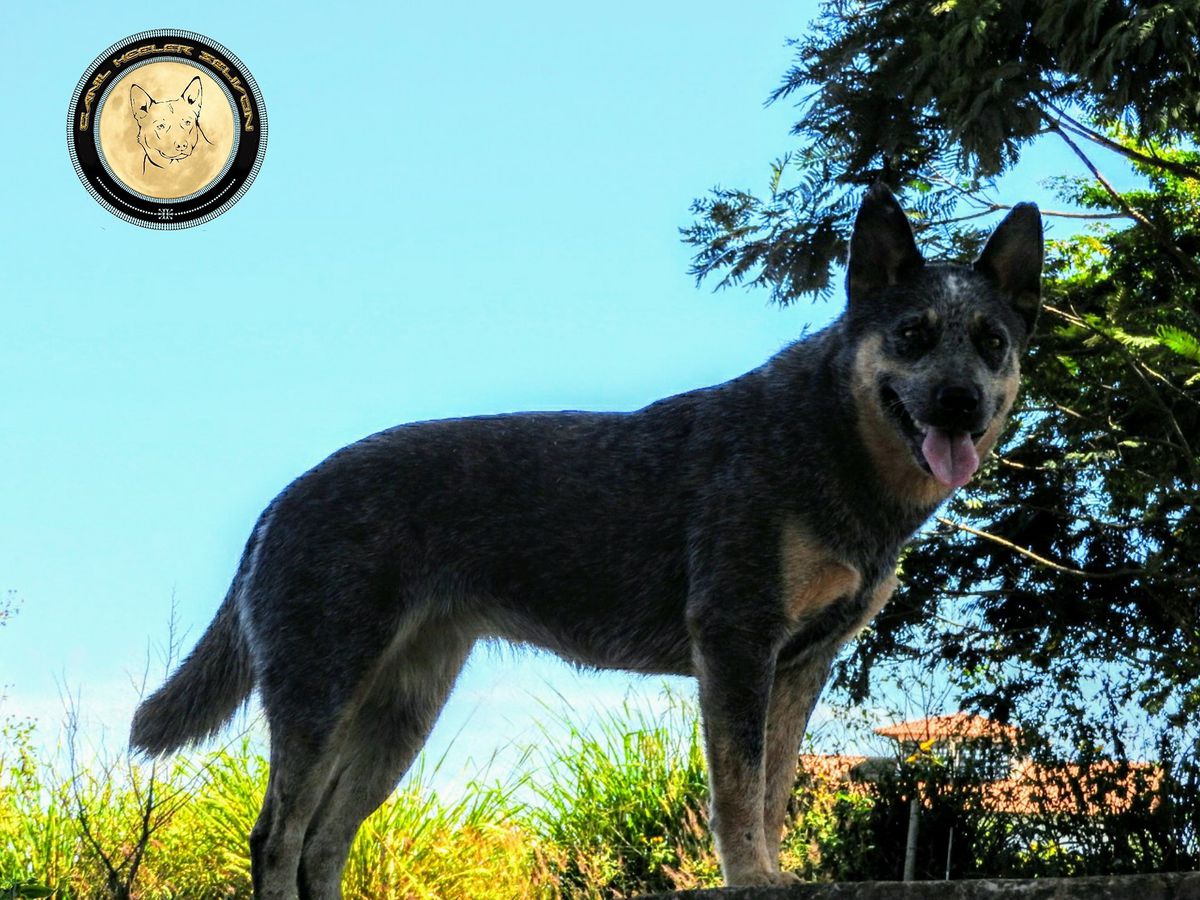 Madonna of Heeler's Selivon | Australian Cattle Dog 