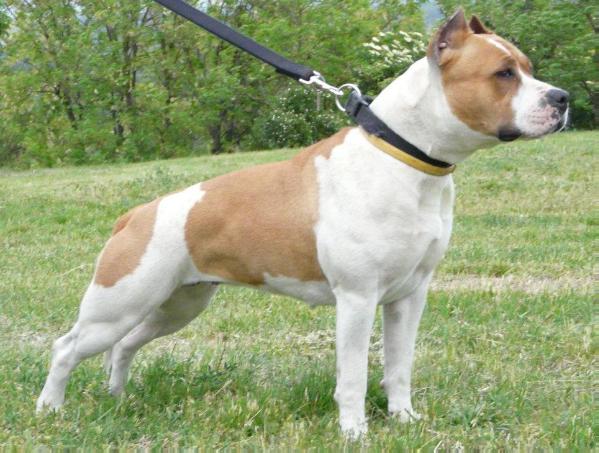 Navaho Staff Daphne | American Staffordshire Terrier 