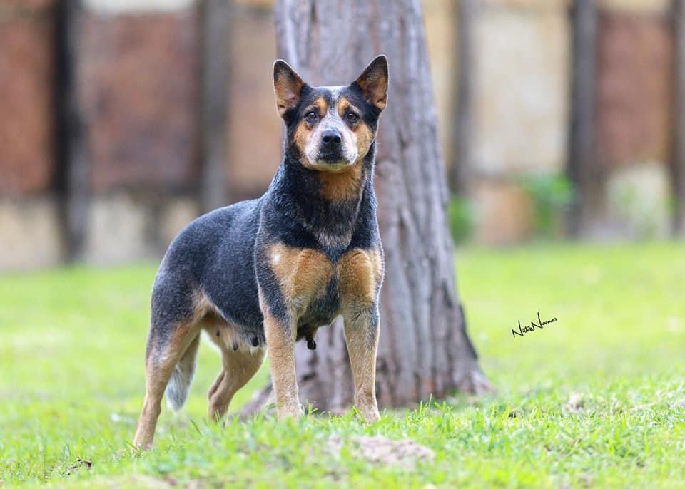 Glitters Gold di Monte Tônico | Australian Cattle Dog 