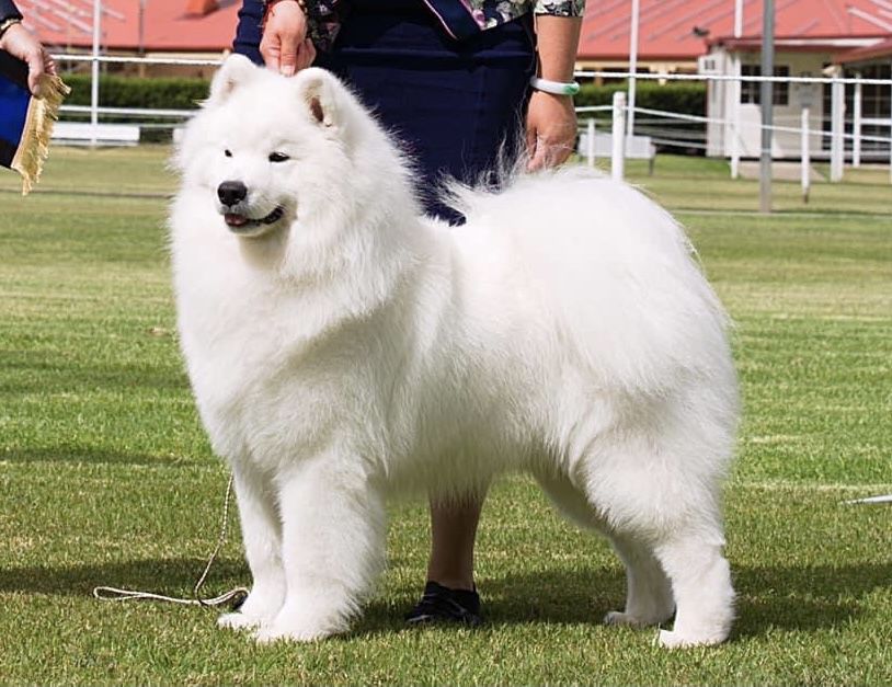 Lunasea Nothing Holdin Me Back | Samoyed 