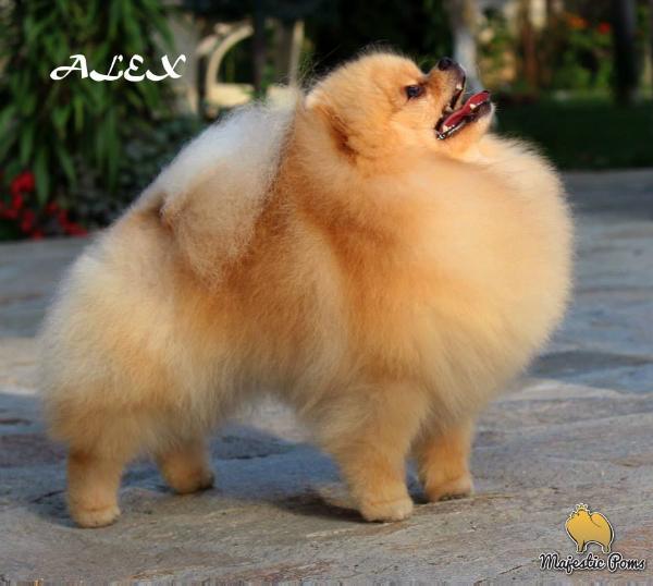 Mag-Hanter Alfredo | Pomeranian 
