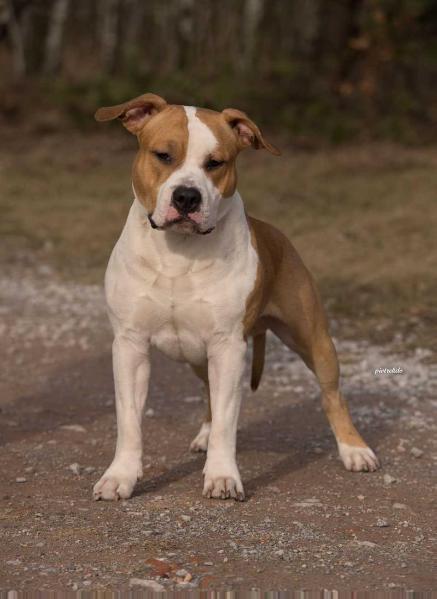 NW WISHMASTER Sentinel | American Staffordshire Terrier 