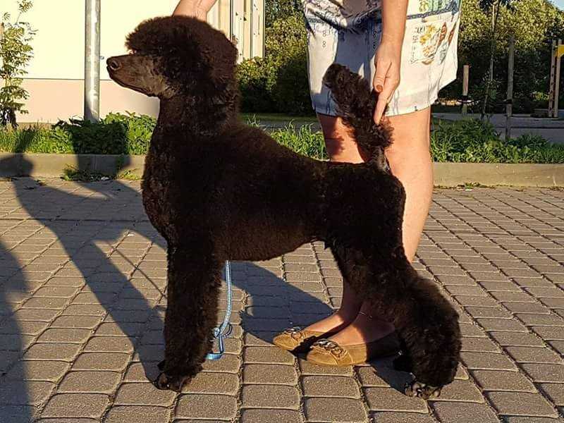 A-Bomb Vilander's | Poodle 
