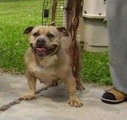 GETTUMBOI'S BABY PHAT | American Pit Bull Terrier 