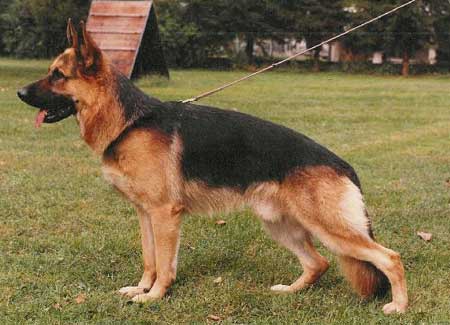 Natz vom Hasenborn | German Shepherd Dog 