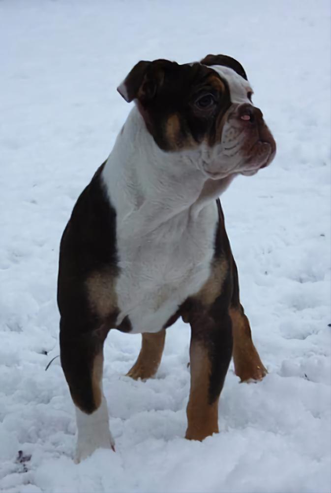 Ironhand's Armani | Olde English Bulldogge 