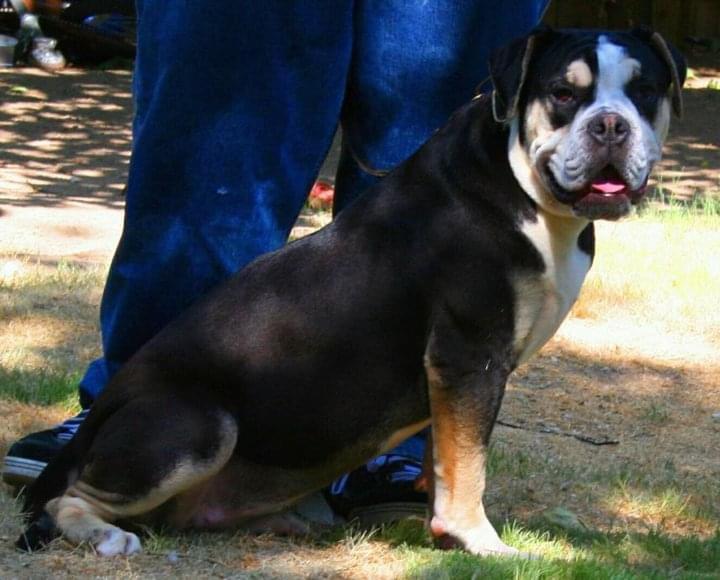 AAK’s Tria Chromata | Alapaha Blue Blood Bulldog 