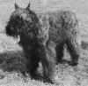 Viscot de la Thudinie | Bouvier des Flandres 