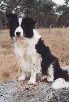 Yarrancoly Gotem Talkin' [Aus] | Border Collie 