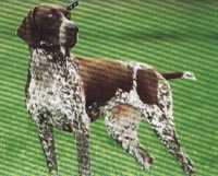 Julia vom Hege-Haus | German Shorthaired Pointer 