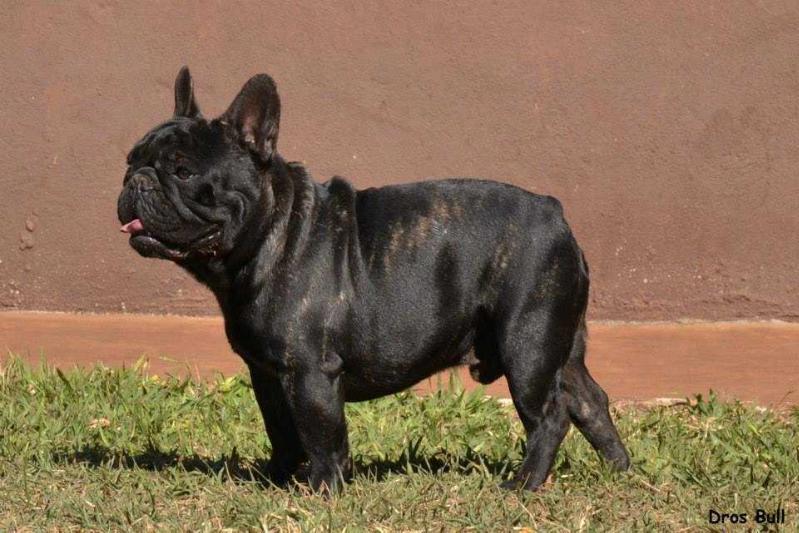 LAMPIAO DROS BULL | French Bulldog 