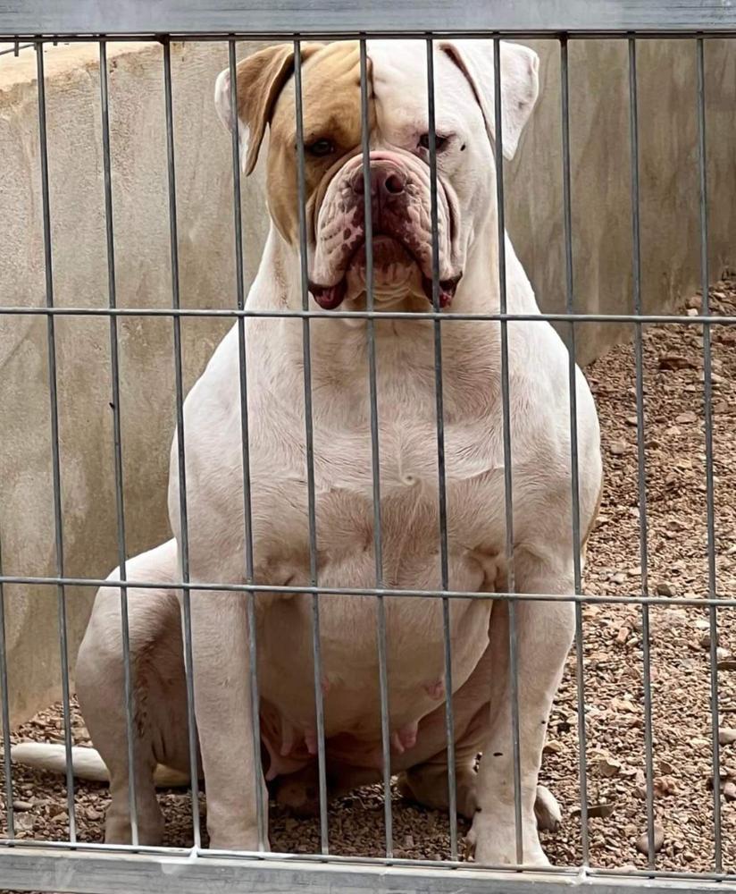 Lionesses Kona | American Bulldog 