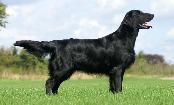 Starworkers Makes People Talk | Flat-Coated Retriever 