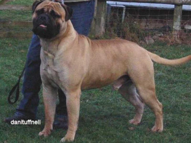 Alwencourt Gentlemen Jimmy | Bullmastiff 