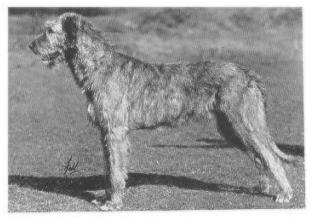 Fonab of Ouborough | Irish Wolfhound 