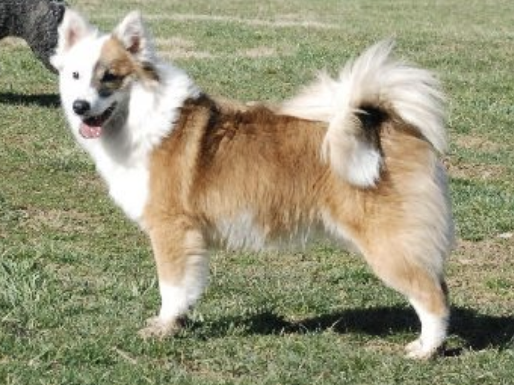 McEremons Rose Garden | Icelandic Sheepdog 