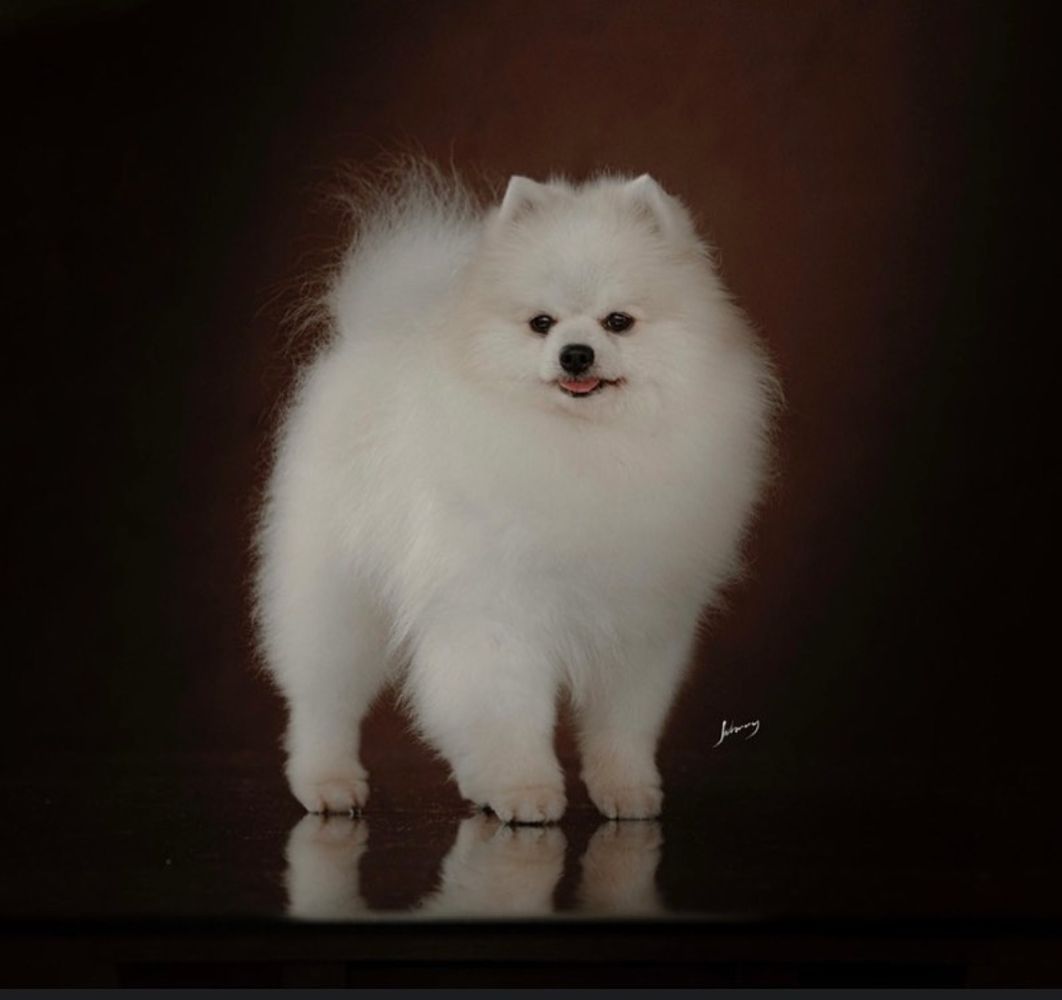 Grey of Triumphus Califórnia | Pomeranian 