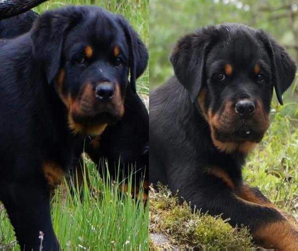 Moja dark force | Rottweiler 