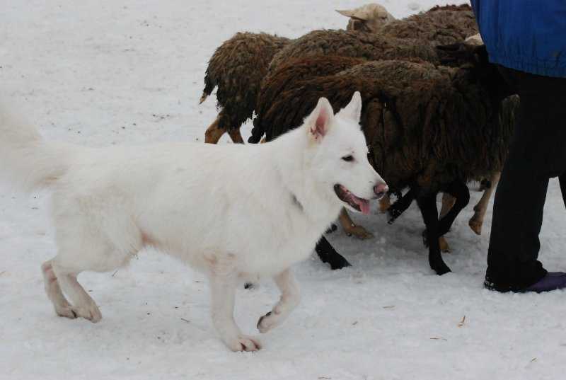 Big Hause Child of the Wild | White Swiss Shepherd Dog 