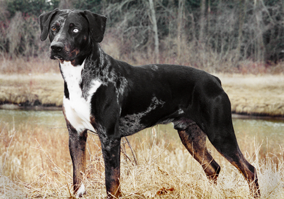 Kings Ridge's Jagger | Catahoula Leopard Dog 