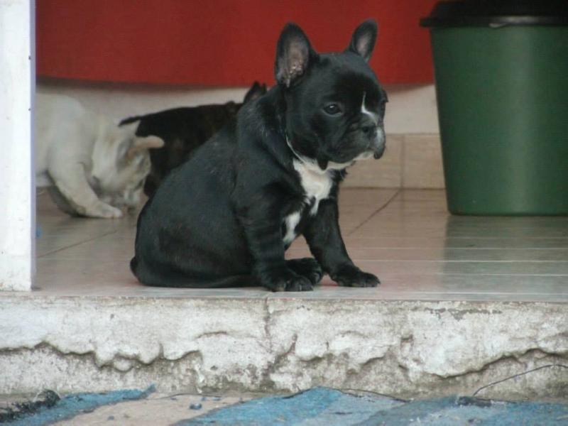 ALLEGRA ZWEI BOGEN | French Bulldog 