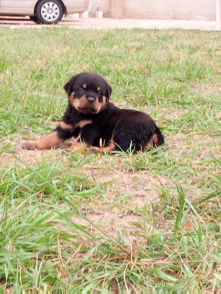 CANTE HAUS OF REAGAN | Rottweiler 