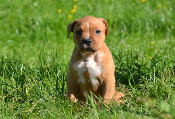 Yandex Feniks Ra | American Staffordshire Terrier 