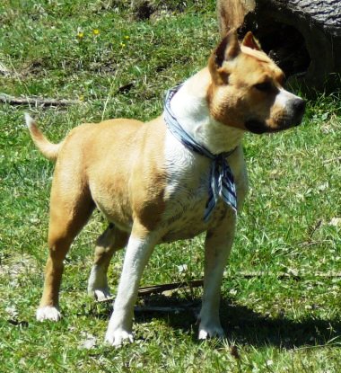 Madjoker Duda Du | American Staffordshire Terrier 