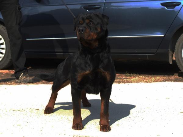 Hessy Crna Cizmica | Rottweiler 
